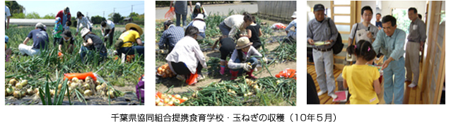千葉県協同組合提携食育学校・玉ねぎの収穫（10年５月）