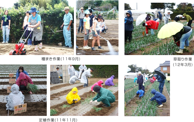 種まき作業(11年9月) 、草取り作業 (12年3)、定植作業(11年11月)