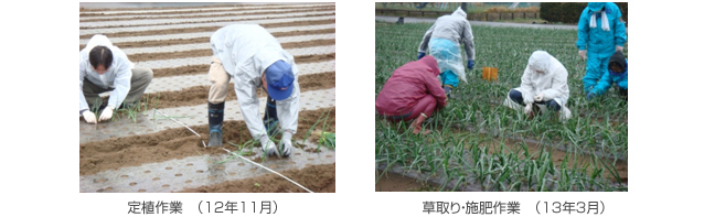 定植作業　（12年11月）、草取り・施肥作業　（13年3月）