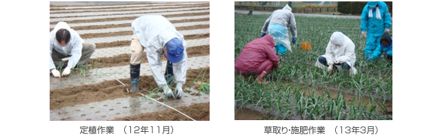 定植作業 (12年11月)、草取り・施肥作業 (13年3月)
