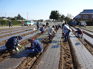 定植作業（左）（13年12月）