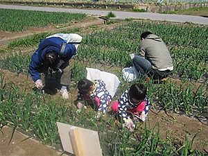 草取り・施肥作業（14年3月）