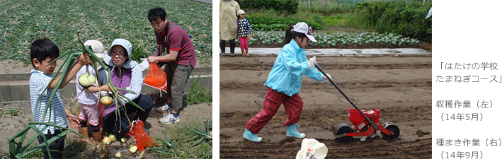 「はたけの学校　たまねぎコース」収穫作業（左）（14年5月）種まき作業（右）（14年9月）
