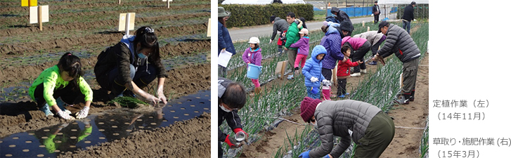 定植作業（左）（14年11月）草取り・施肥作業（右）（15年3月）
