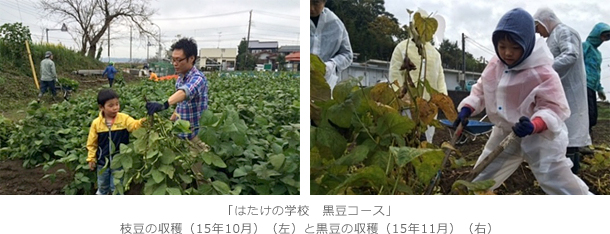 「はたけの学校　黒豆コース」枝豆の収穫（15年10月）（左）と黒豆の収穫（15年11月）（右）