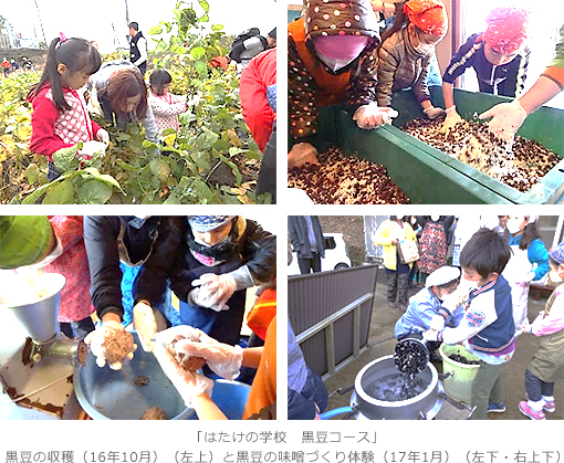 「はたけの学校　黒豆コース」黒豆の収穫（16年10月）（左上）と黒豆の味噌づくり体験（17年1月）（左下・右上下）